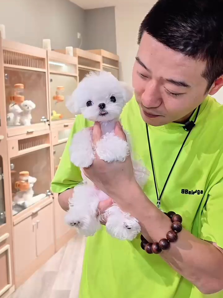 一起来听《小狗颂》🎵掌心棉花糖·马尔济斯
