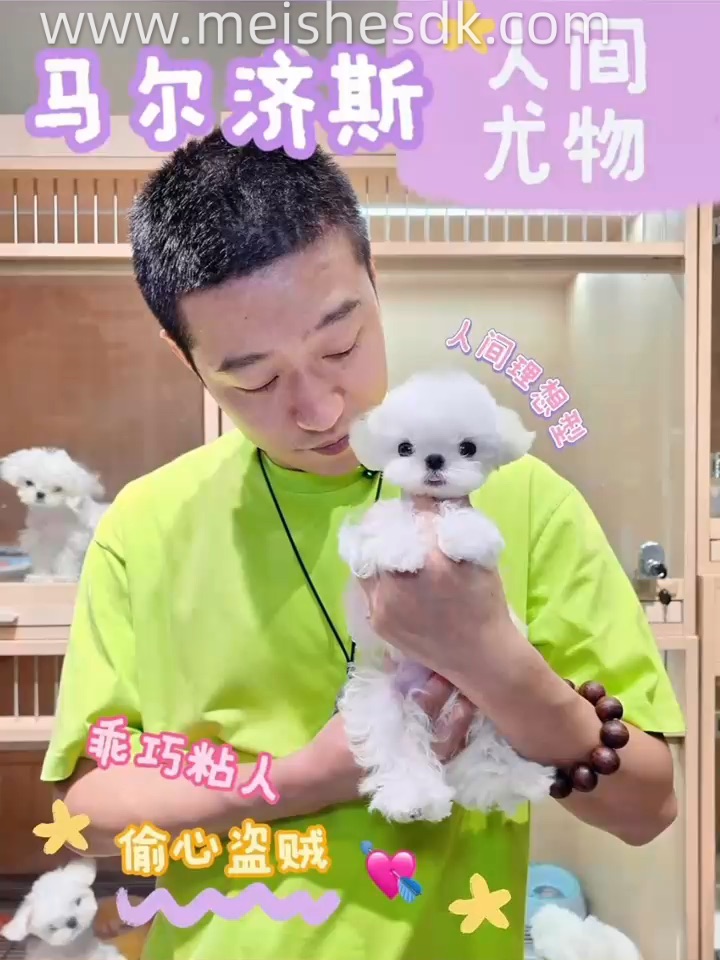 谁能拒绝人间尤物马尔济斯妹妹🥰