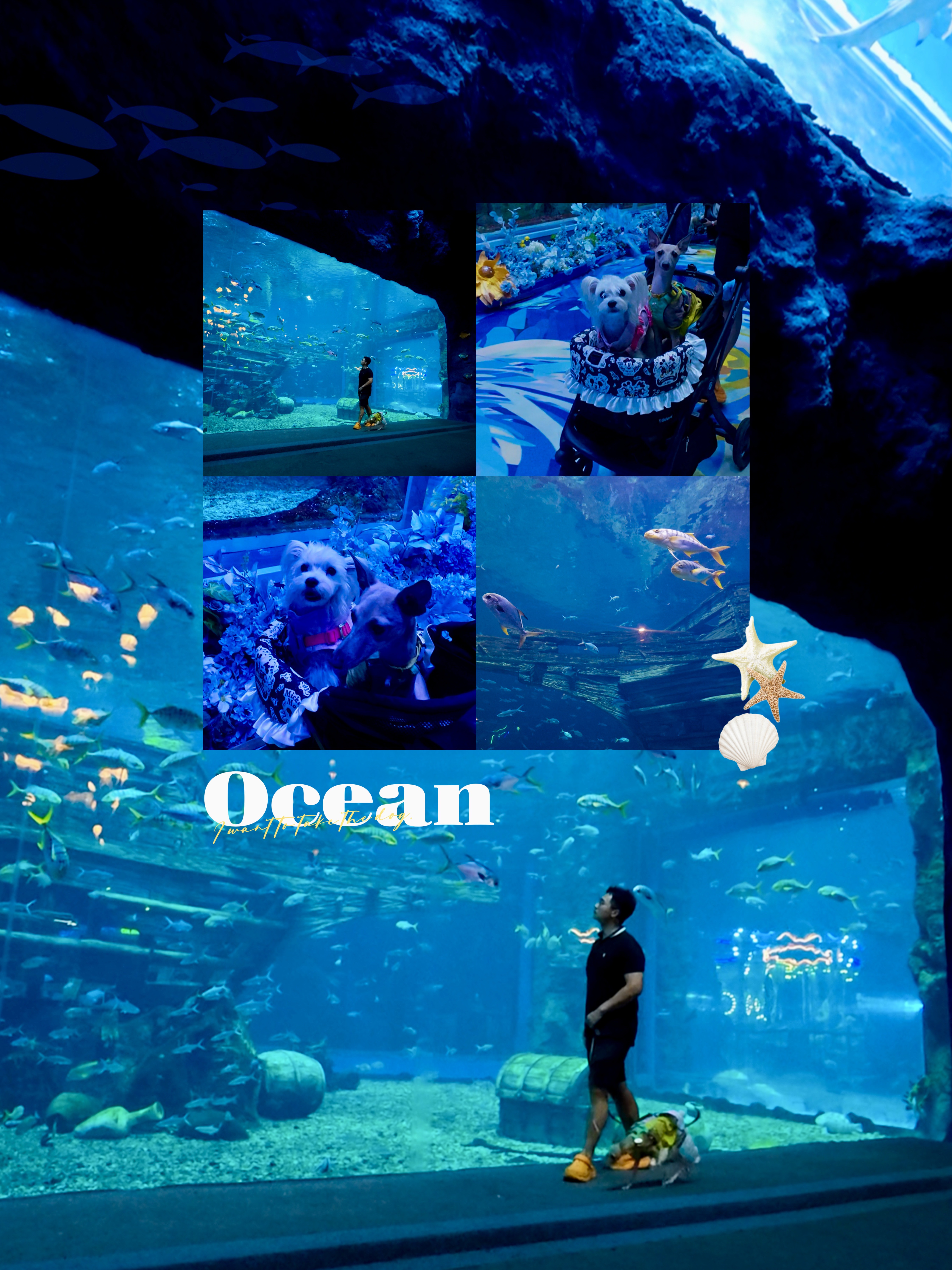 当修狗们沉浸一天玩水后…✨🐠🐶