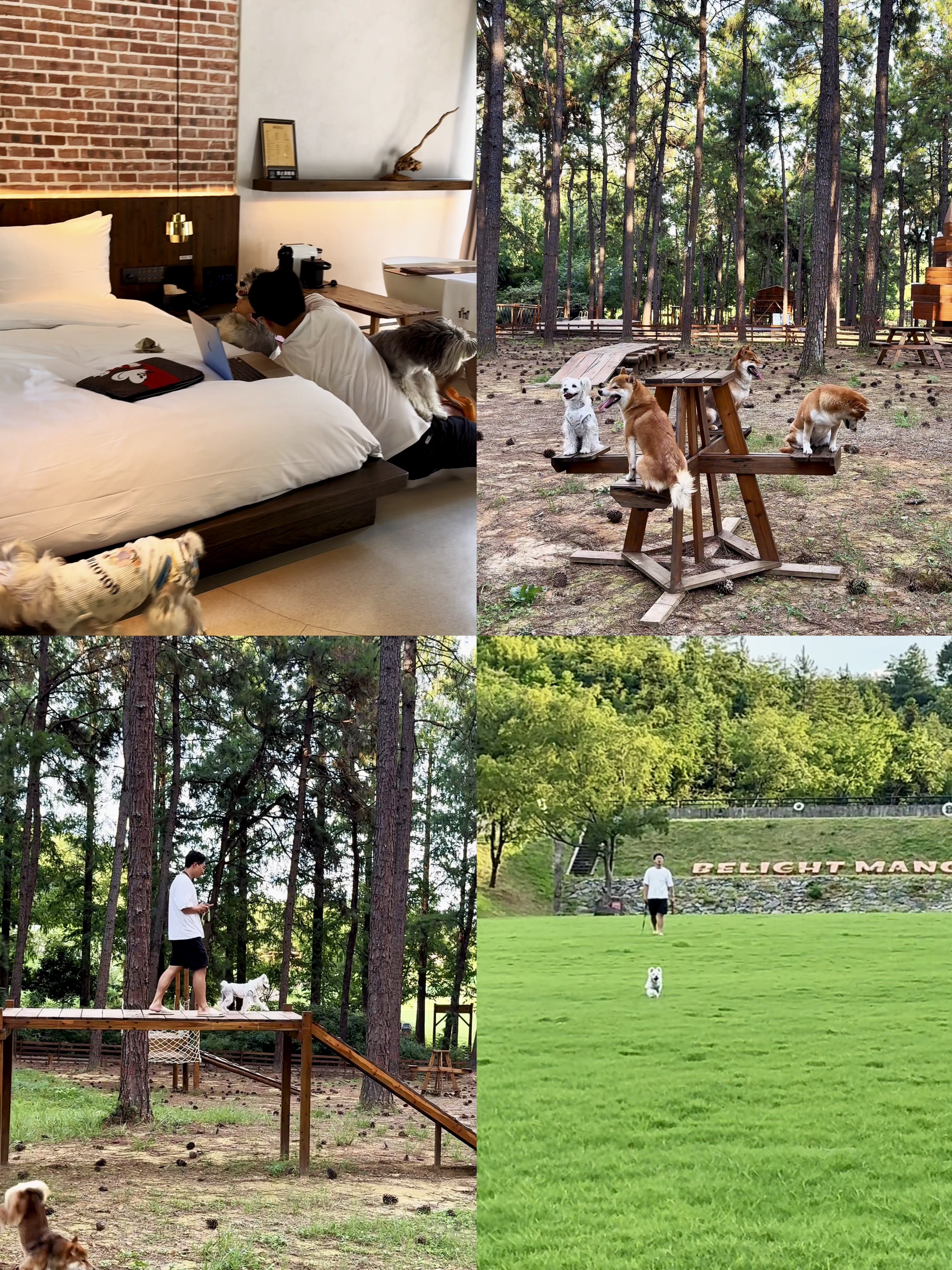 带小狗们住进森林里
