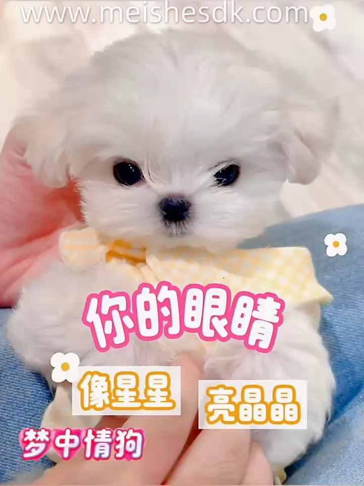 像天使一样出现🪽满足了我对小狗的所有幻想
