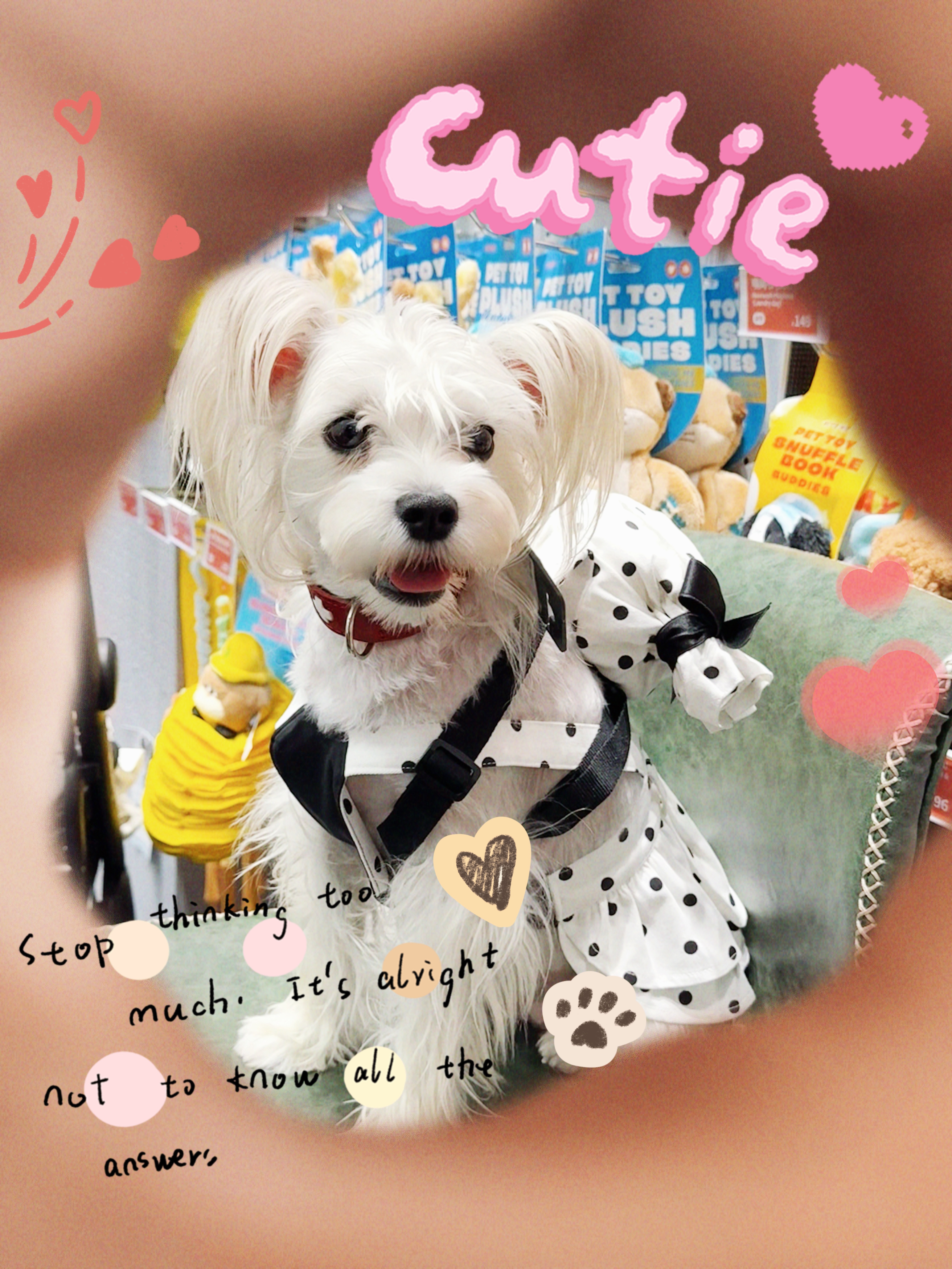 我老公居然能给我家小狗🐶买BB💕
