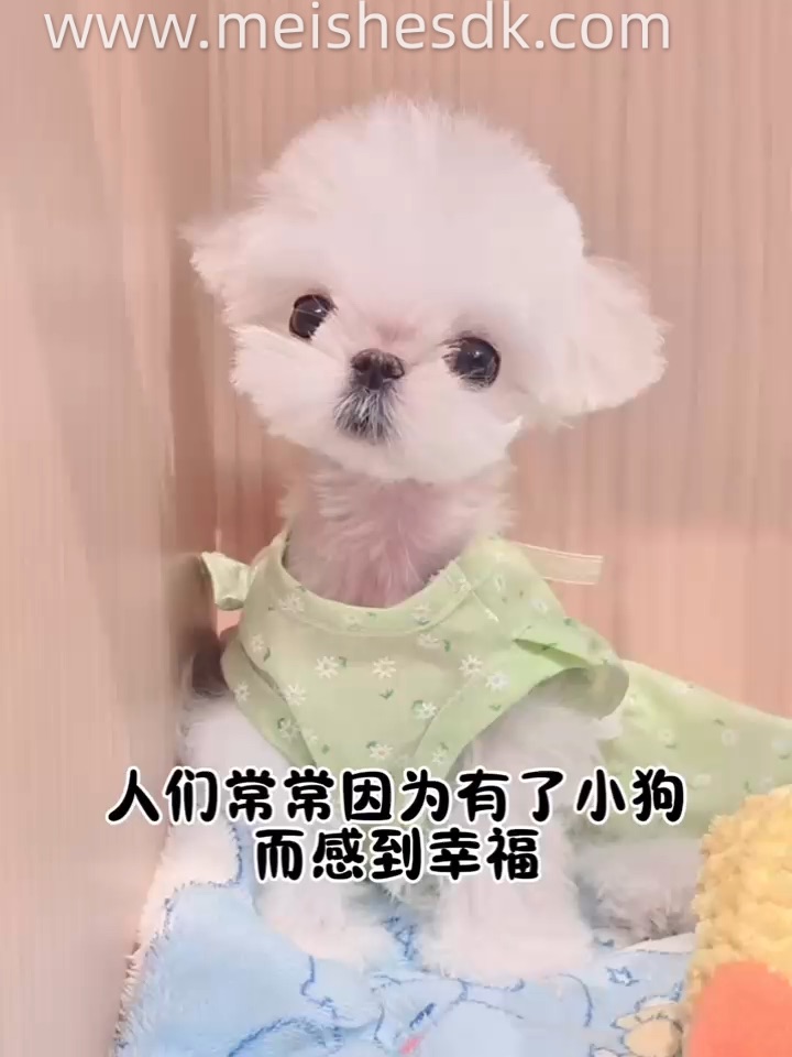 人们常常因为有了小狗而感到幸福💛