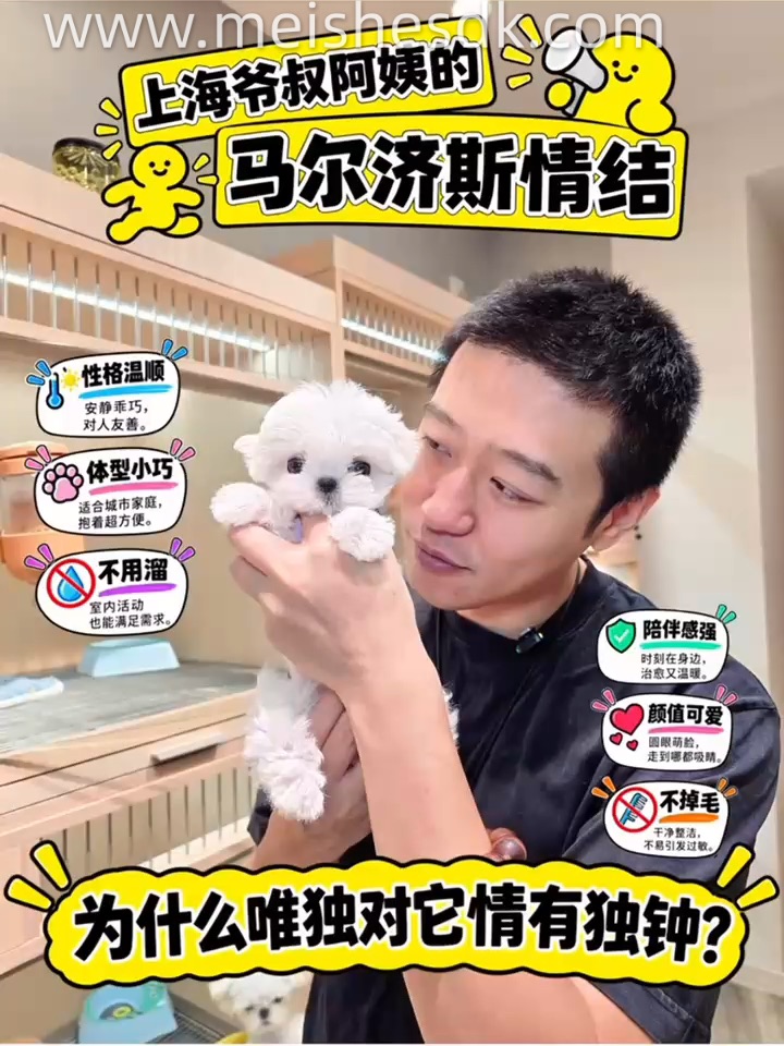 上海爷叔阿姨为什么唯独对马尔济斯情有独钟