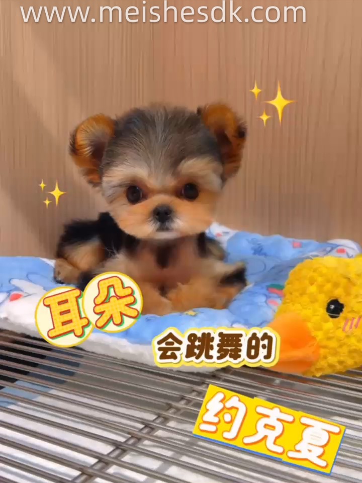 这只约克夏的👂🏻居然会跟着BGM动次打次🎶