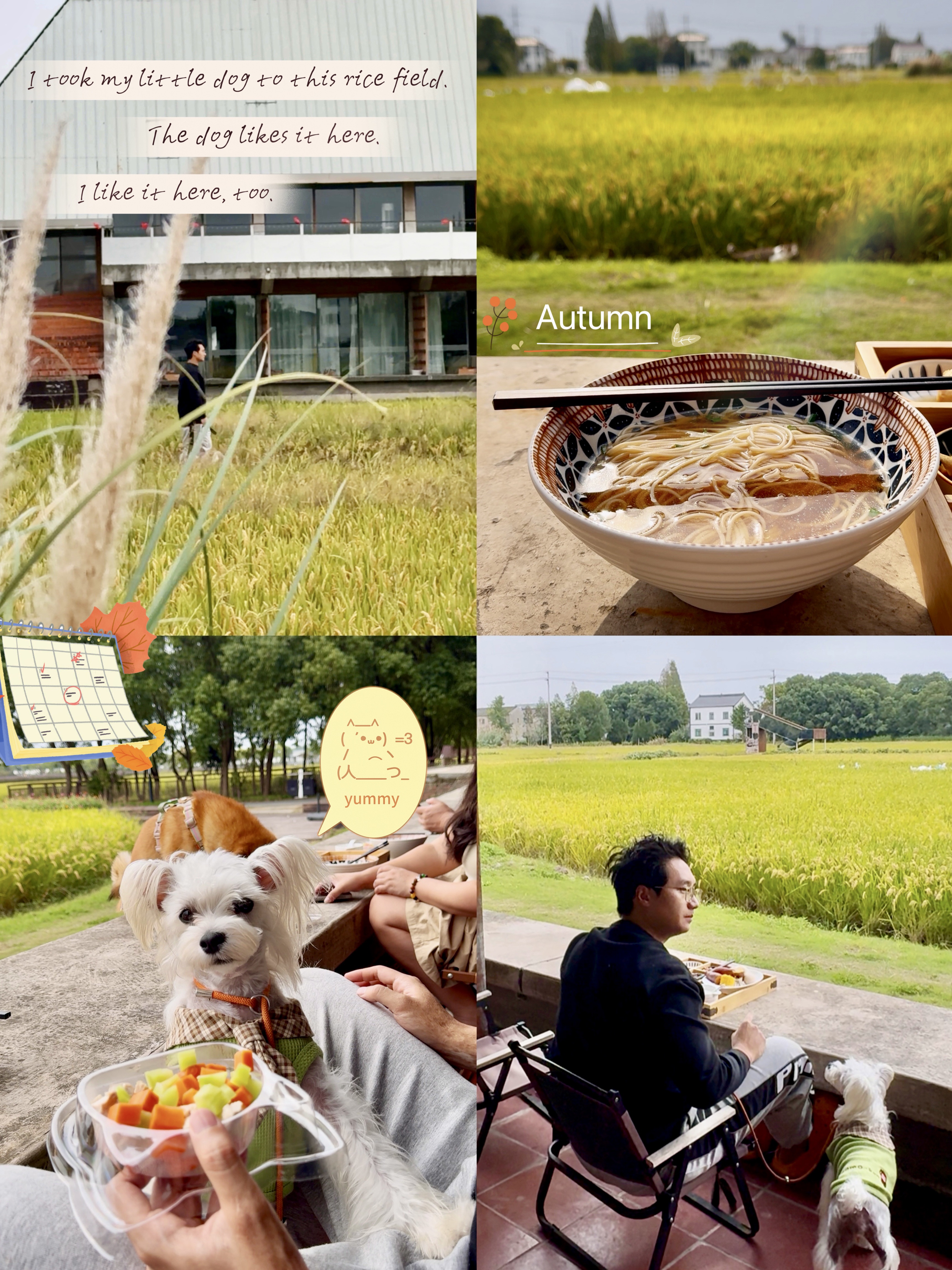 带上我的小狗🌾去哪里看稻田？