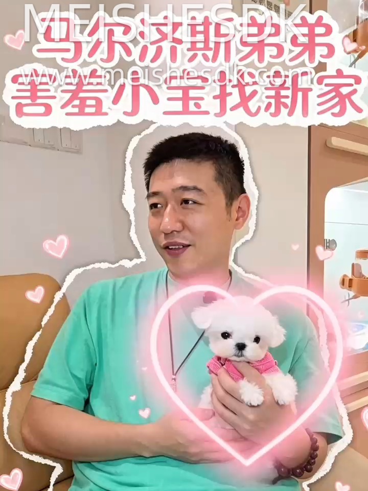 这只马尔济斯不热情？错！他只是把爱藏得深