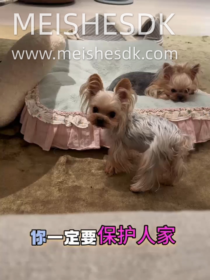 约克夏双妲己，魅惑攻击已上线✨