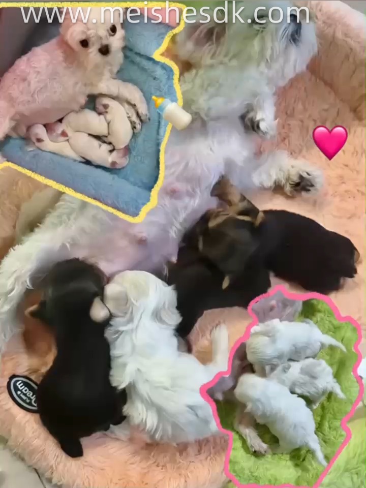全员满员🎉妈妈们集体进入“喂奶996”模式🍼