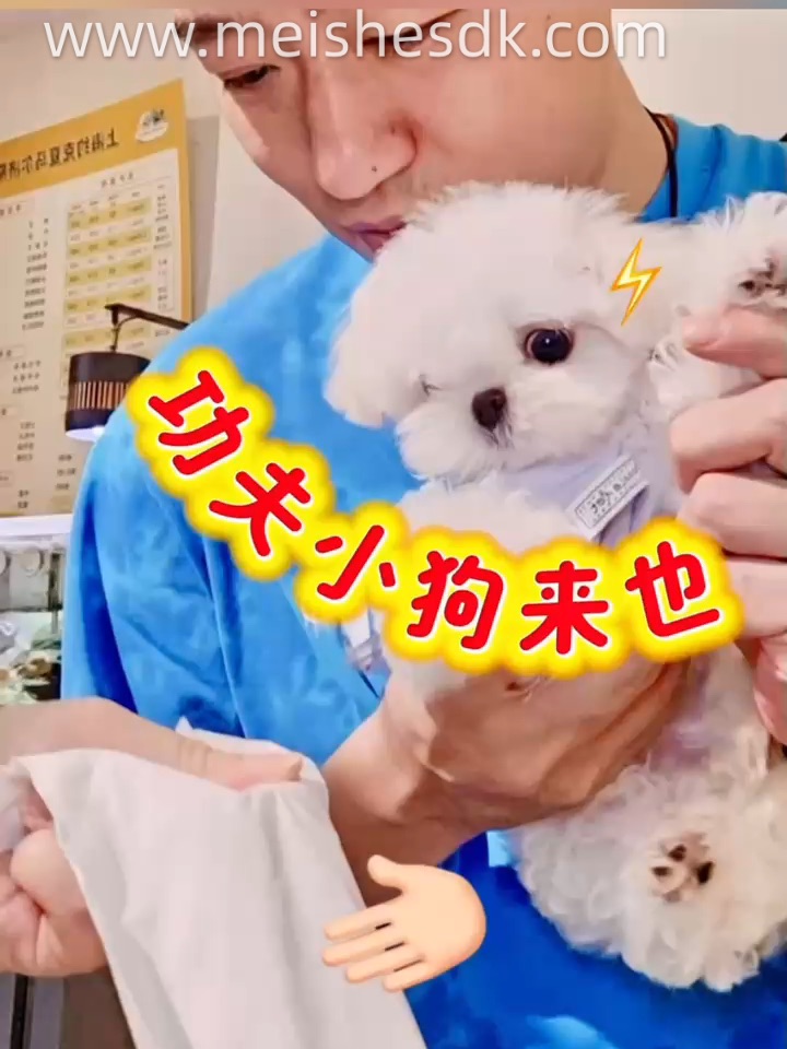 功夫小狗来也！🥋🐶
