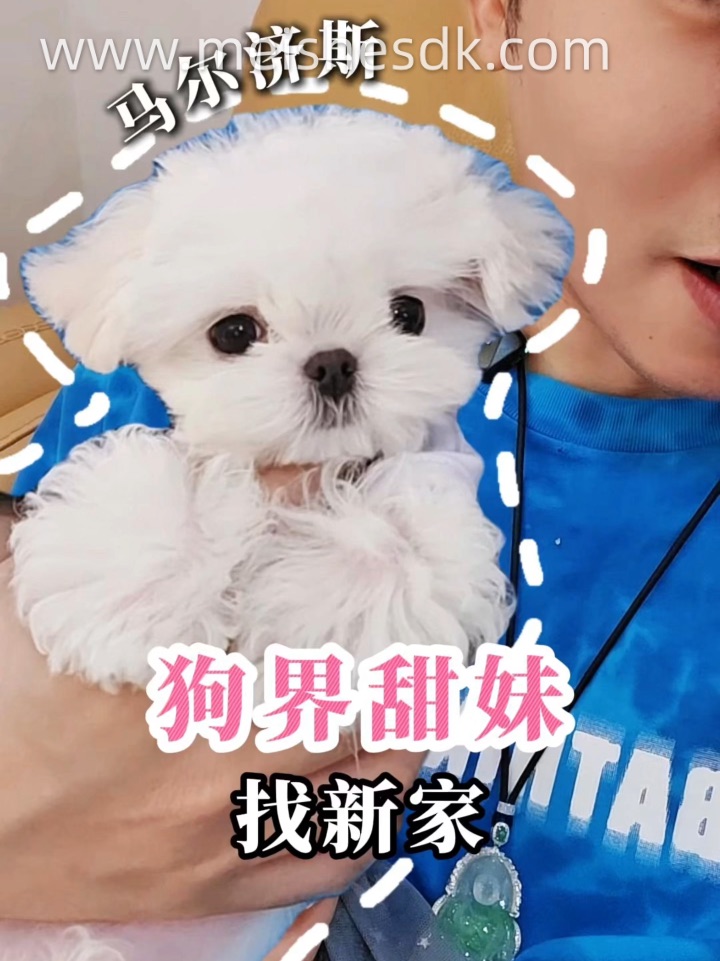 这是狗吗‼️这是童话书里跑出来的小公主吧👑