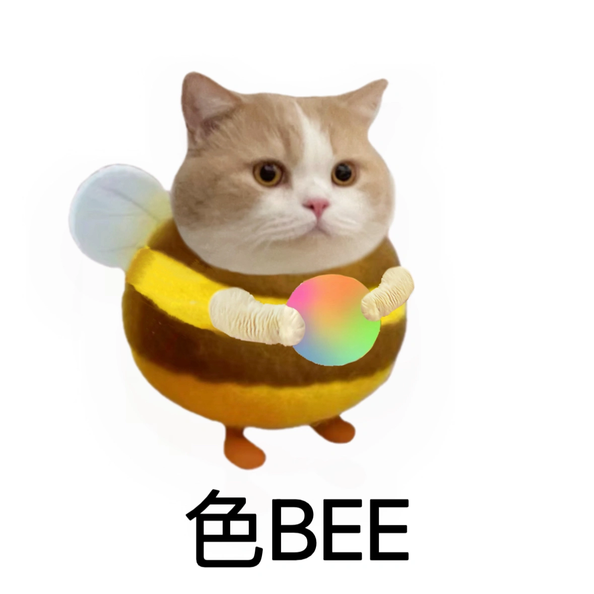 《你是什么Bee？》
