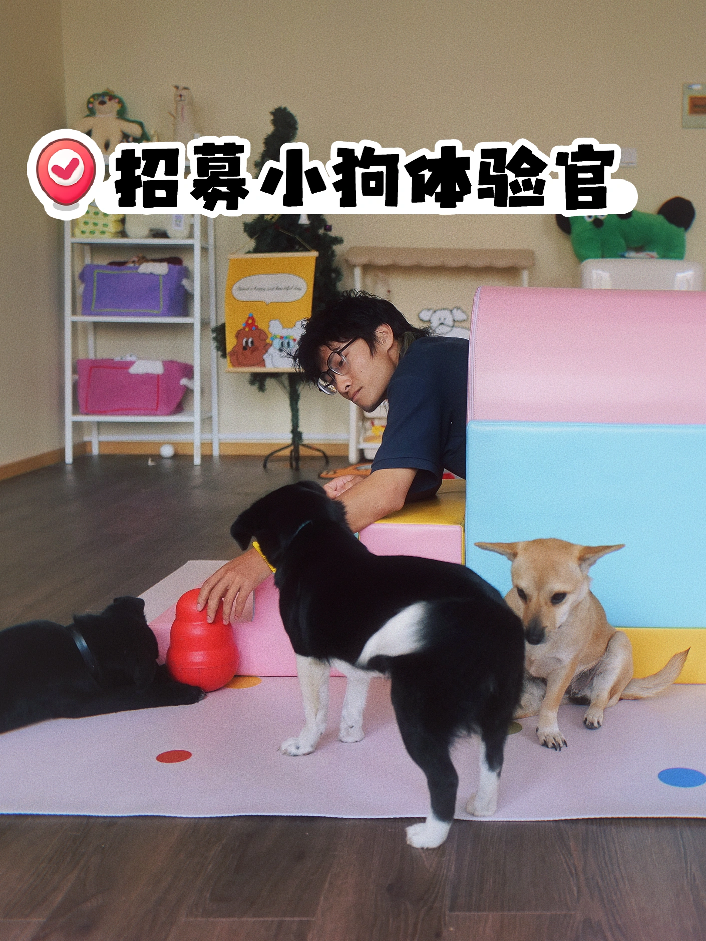 北京宠物社交日托班招募小狗体验官啦！