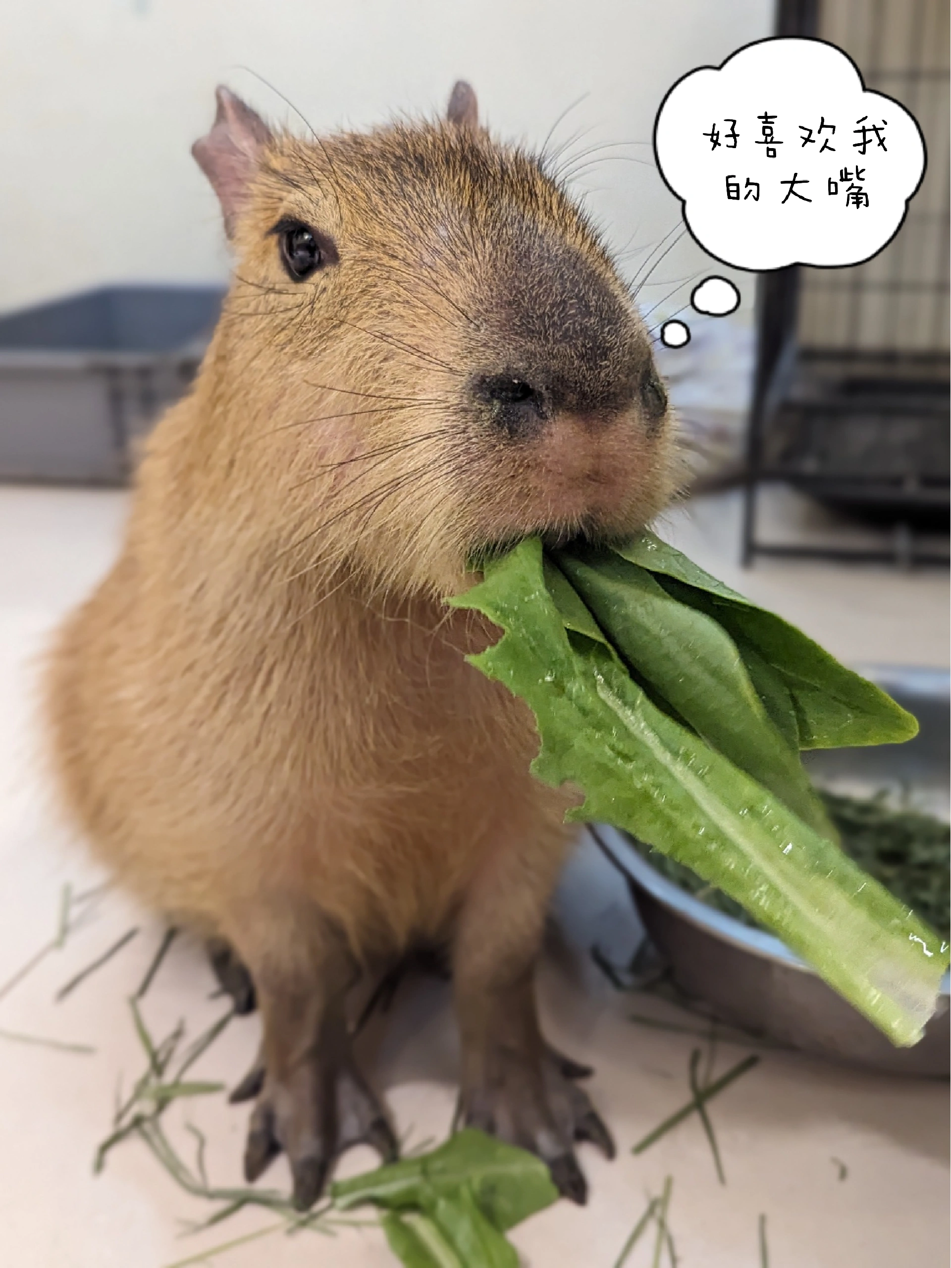 在沈阳！终于撸到卡皮巴拉和干脆面了！