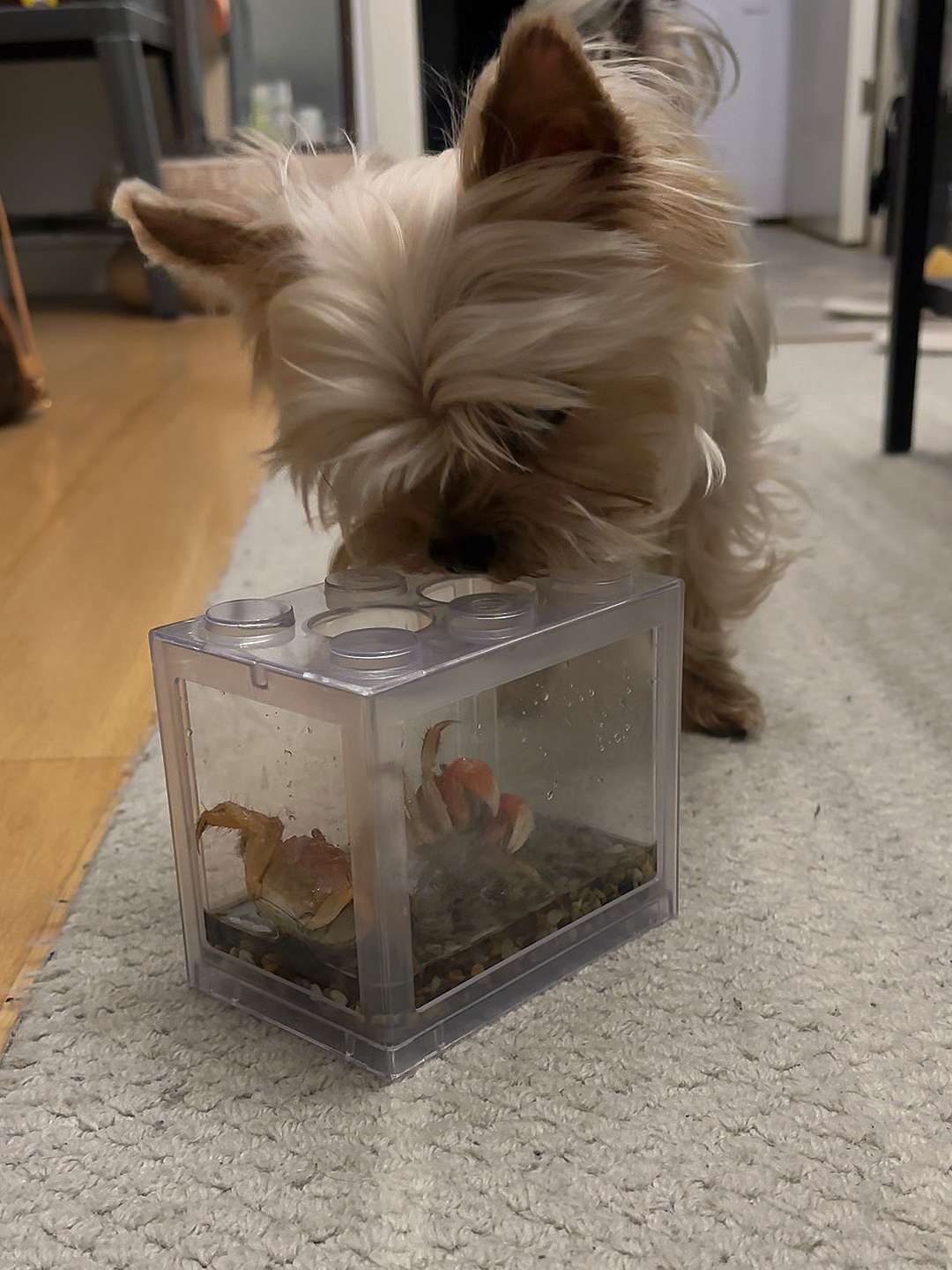 给Taki买了两只螃蟹