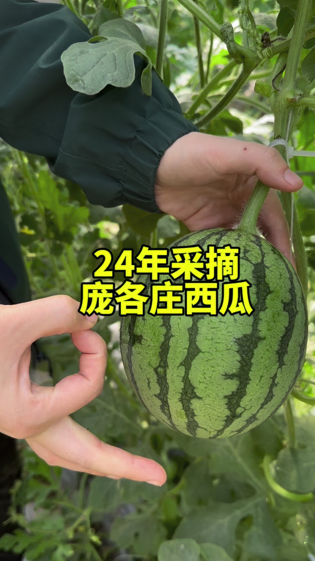 五一来庞各庄采摘西瓜，蔬菜