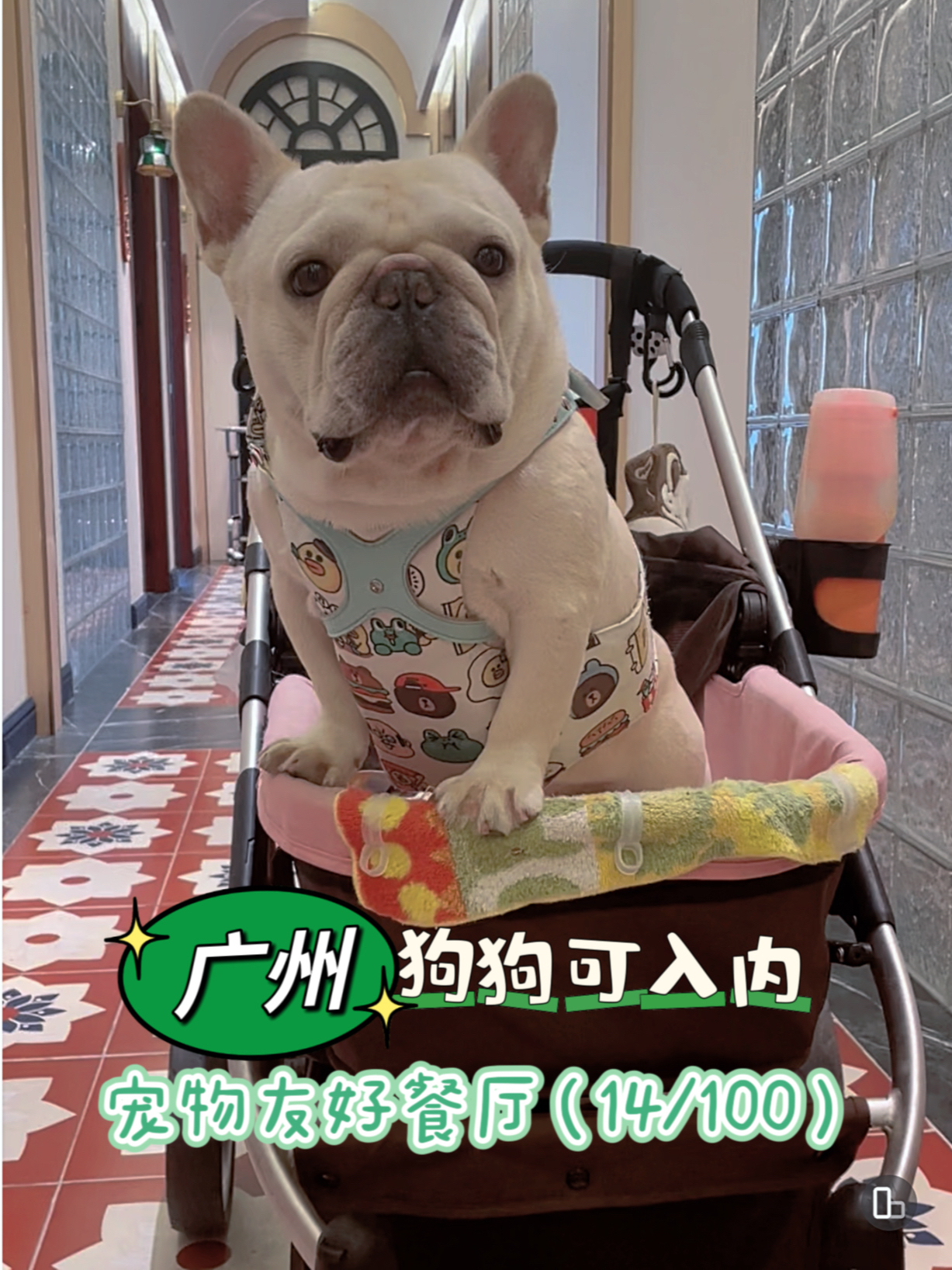 广州❣️宠物🐶友好餐厅🍴（14/100）