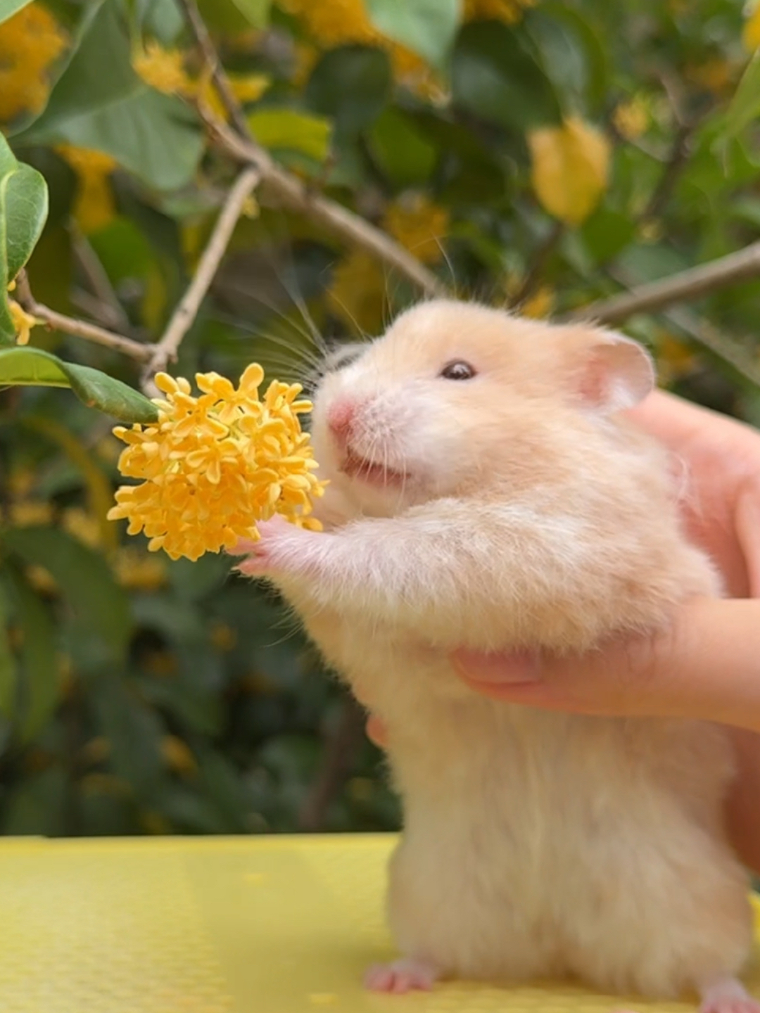 桂花鼠