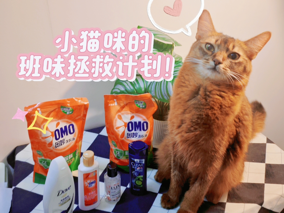 小猫咪的班味拯救计划！