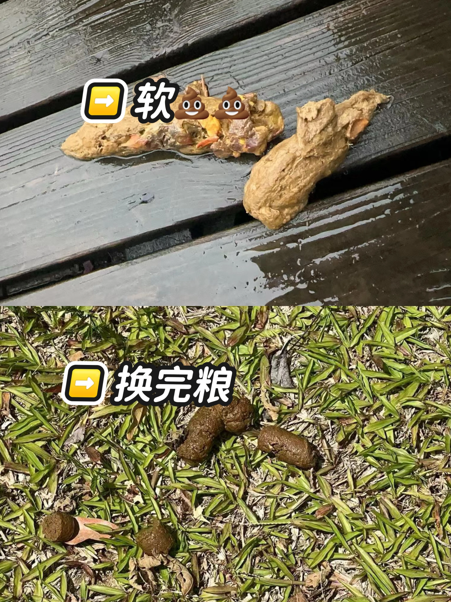 玻璃胃狗狗换粮记录（💩软便已好！）