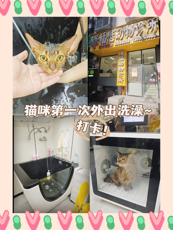 猫咪第一次去宠物店洗澡