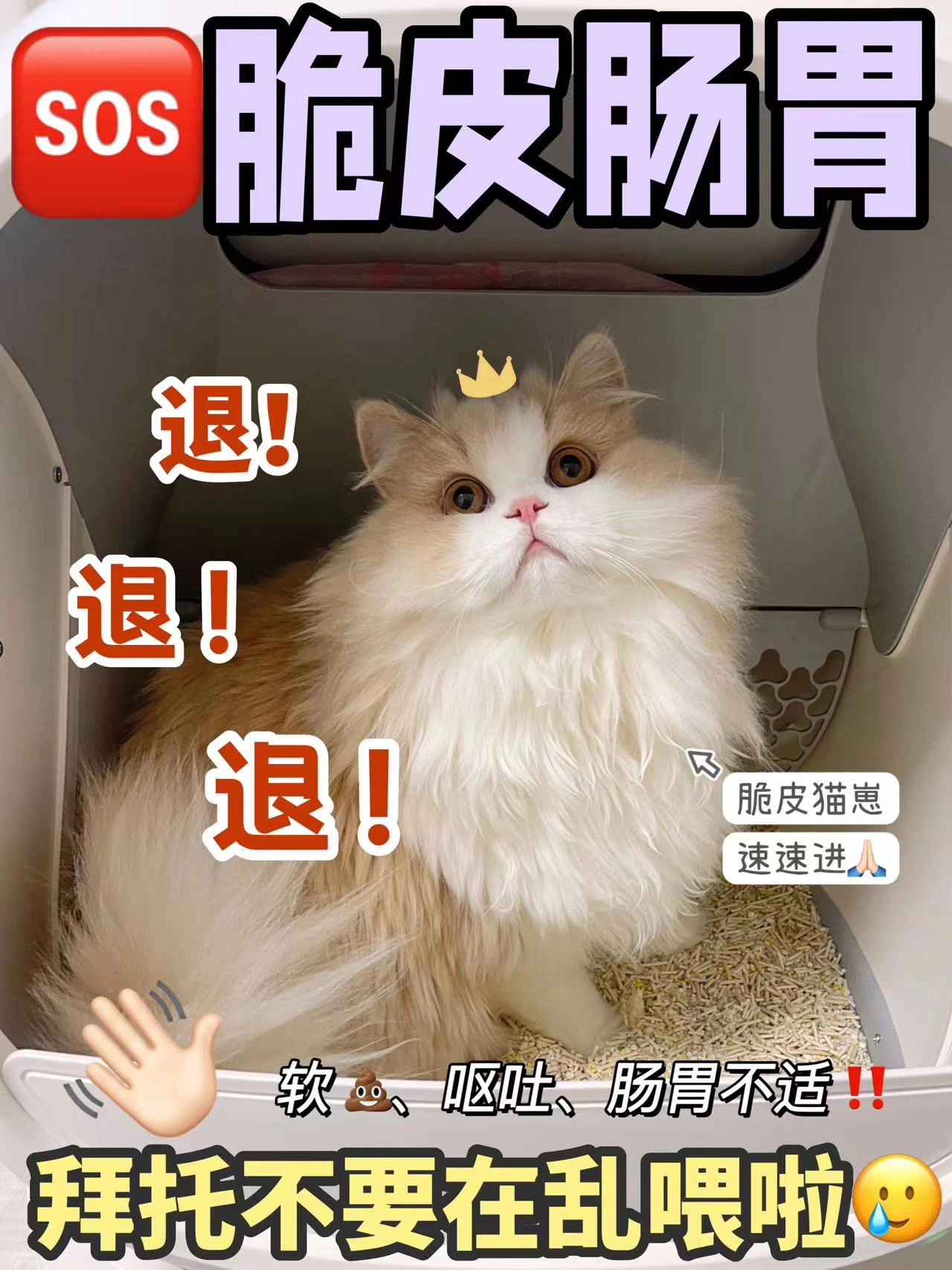 猫咪呕吐？拜托不要在乱喂啦！