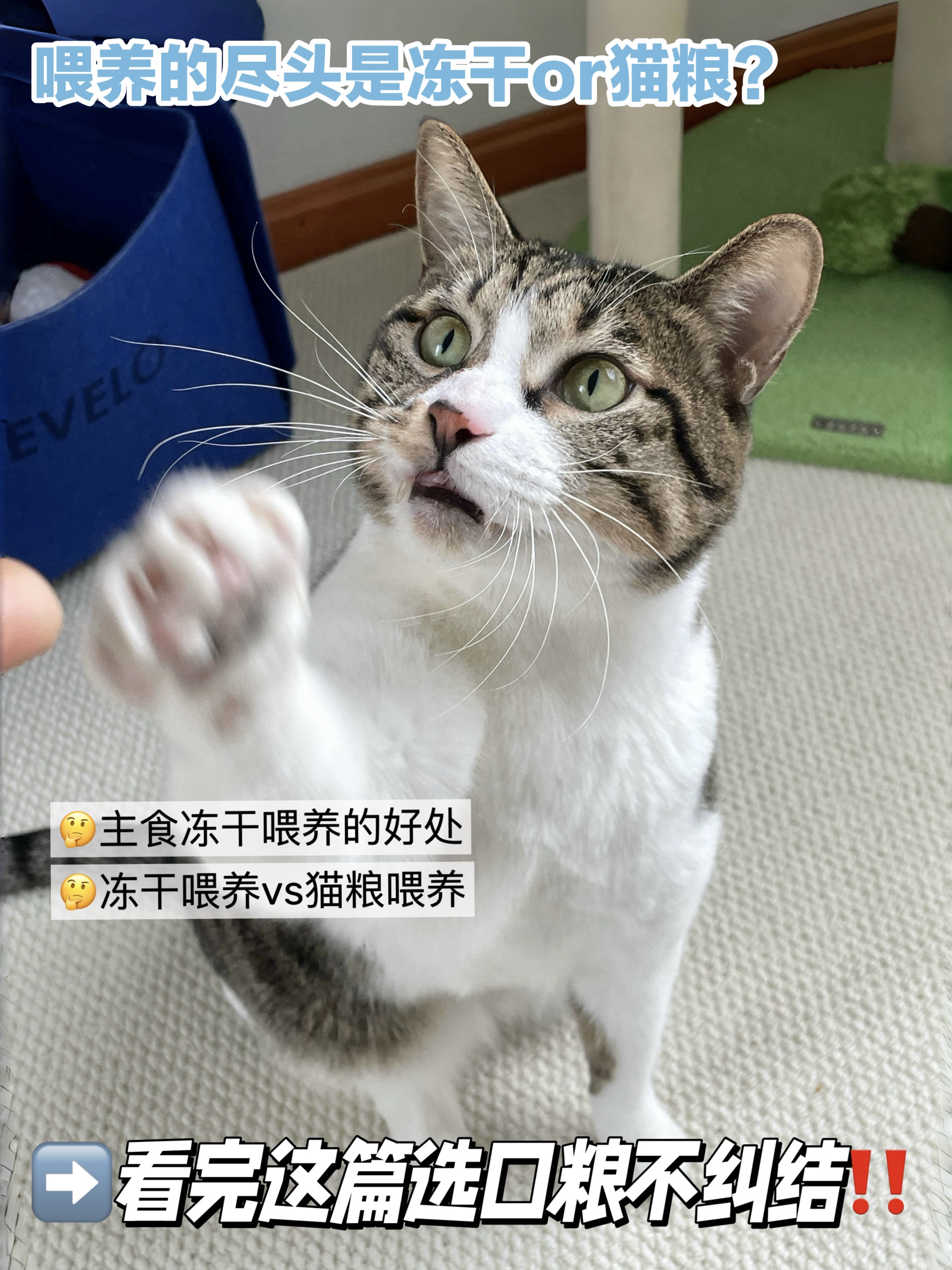 养猫的尽头是冻干？🤔还是猫粮？