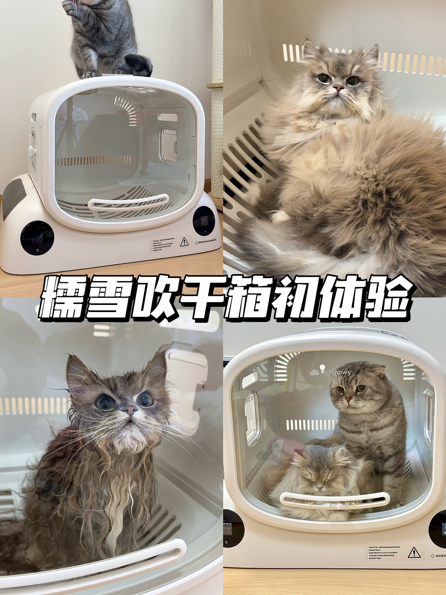 🎉终于在家实现洗猫自由了！