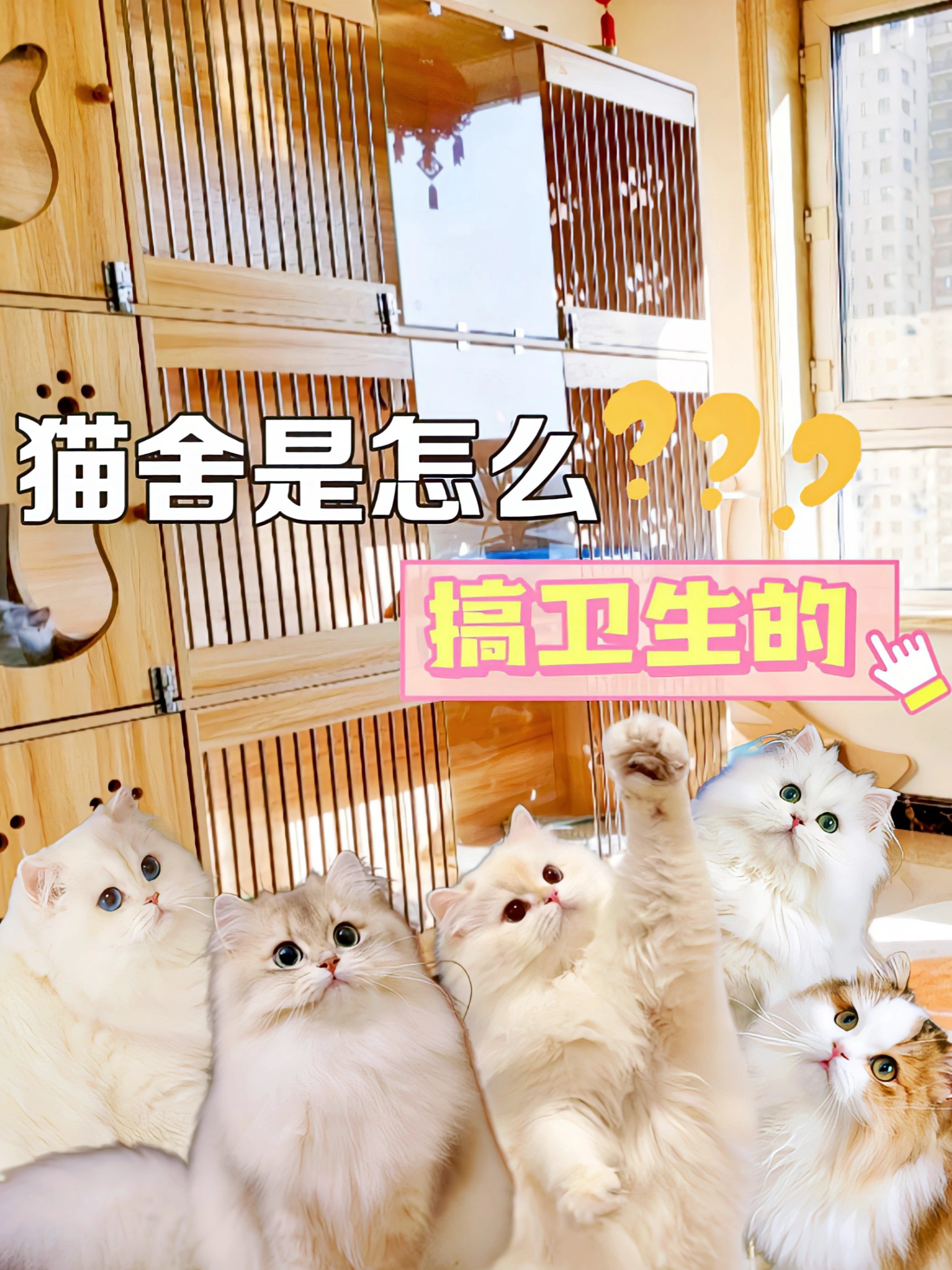 猫舍低成本清洁好物！建议人手必备