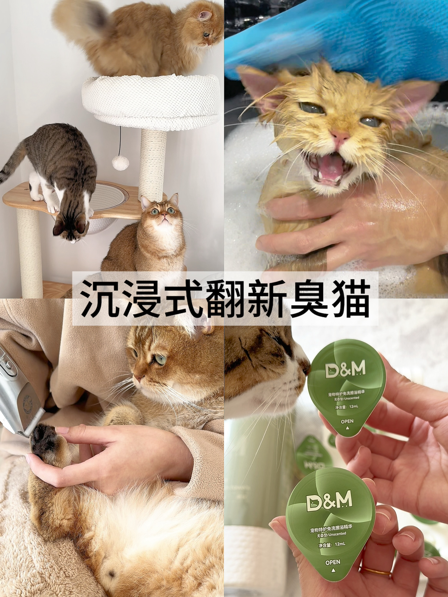 多猫家庭简易可操作翻新3只旧猫🧽