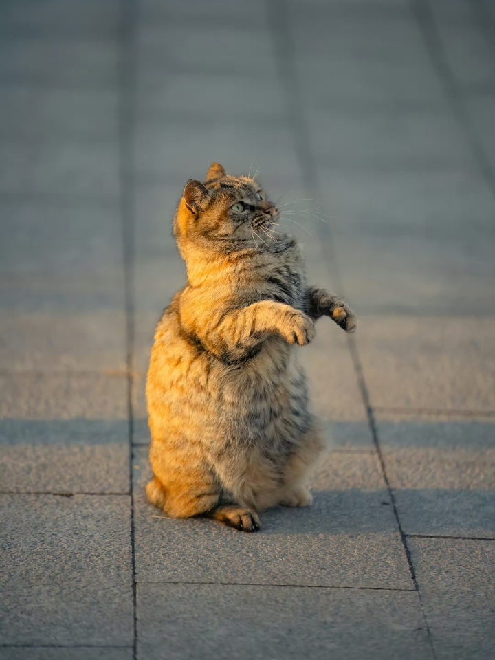 拍到了土拨猫，下盘好稳[偷笑] 拍到了土拨猫，下盘好稳[偷笑]