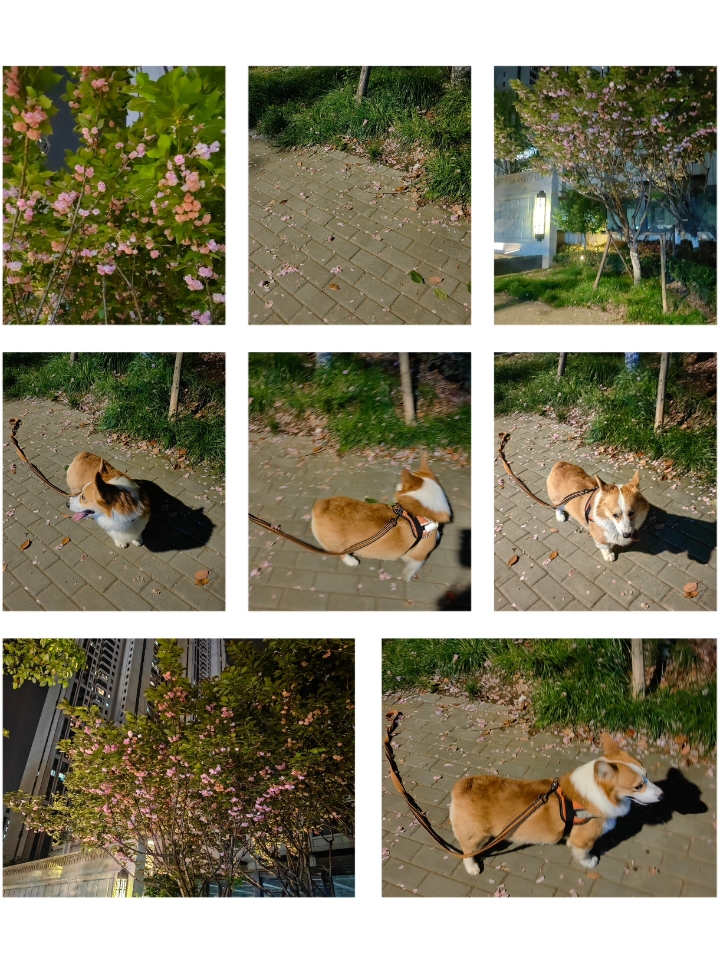 落花