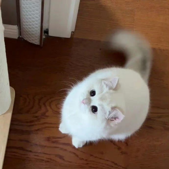 人类需要小猫🐱