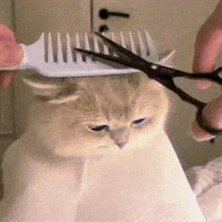 糊糊小猫^> ·̫ <^ 糊糊小猫^> ·̫ <^