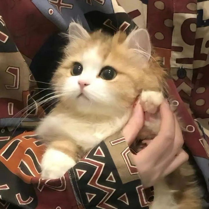 世界破破烂烂 小猫缝缝补补
