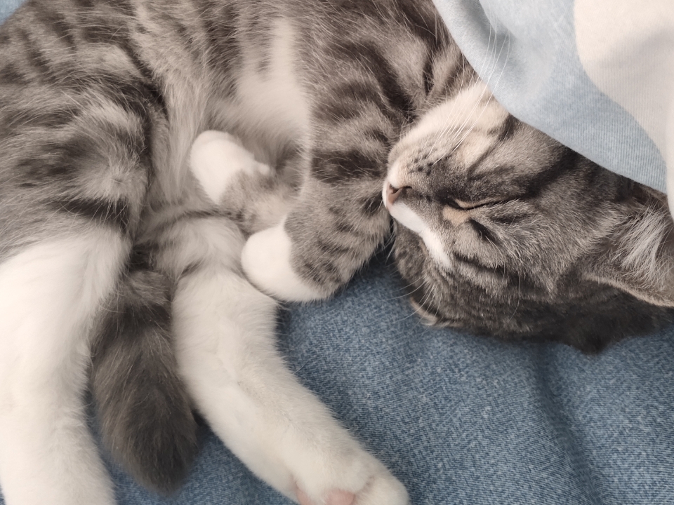 可爱猫猫，睡着的样子好可爱