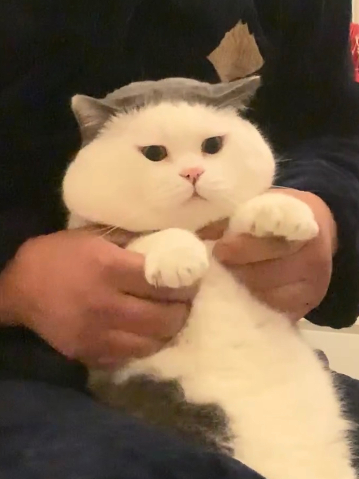 原来小猫咪尴尬的时候也会假装很忙