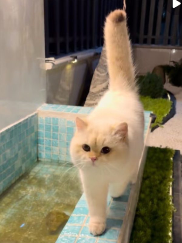 天哪！这是谁家猫猫走丢了