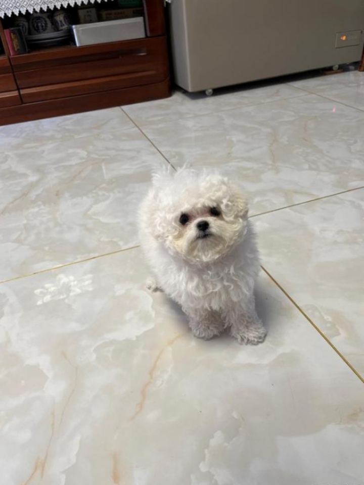 犬猫抽搐可能有三种情况1.缺钙这时候主人可以进行补钙2.中毒 需要带猫咪去医院进行洗胃 3.如果还伴随抽搐的情况可能是猫咪得了神经炎，需要补充维生素B族加上复元定片进行治疗