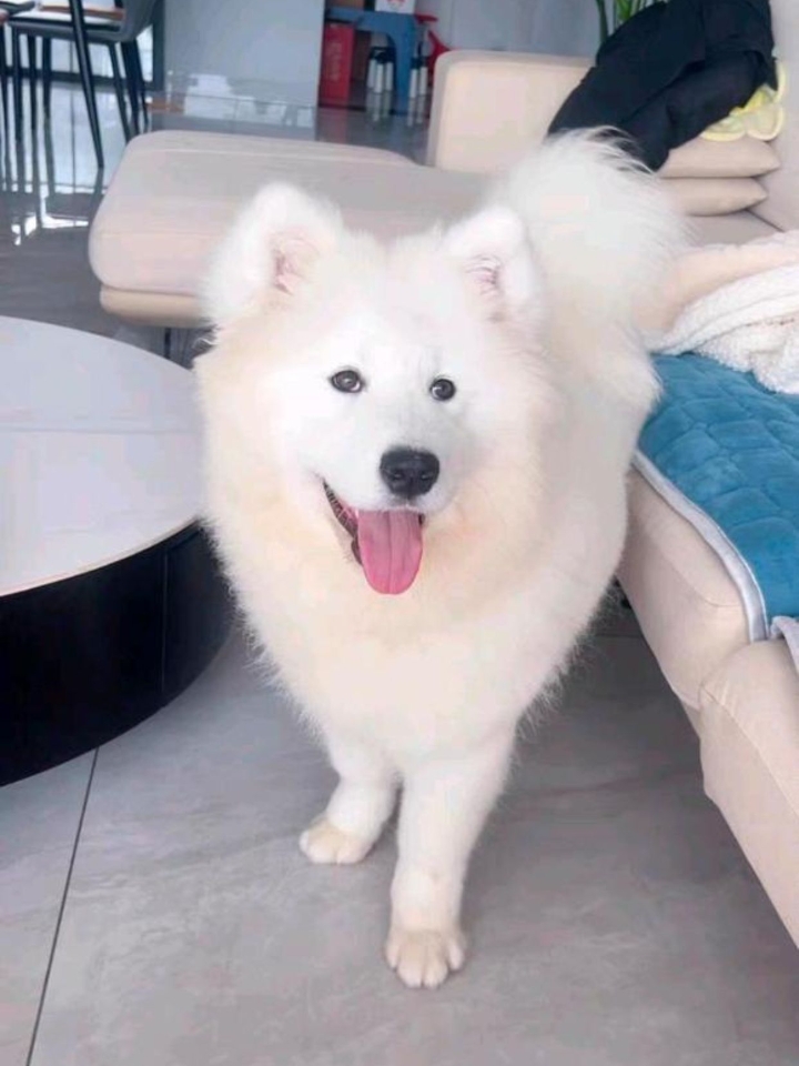 狗狗神经炎几百块治好了！！ 上个月我家狗狗有天晚上洗完澡直接进了空调房，结果早上起来狗狗弓着背直接站不起来了，身体还有些抽搐。 ---- 马上就带着狗狗去医院了，跑了一下午宠物医院检查了一圈  查血  拍片之类的  结果确诊不了是什么病 后来在网上看到一些经验贴，有些狗狗靠吃药恢复了。马上就在网上下单了一份药。 ----- 坚持给狗狗喂了一个星期的药，真的发现狗狗有好转哎，之前狗狗晚上都睡不好，总...
