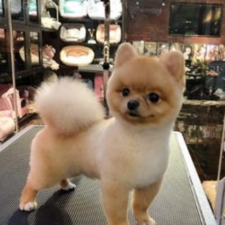 症状： 1.行动障碍：走路不稳，一瘸一拐，四肢无力，严重的甚至会后肢瘫痪。 2.表现怪异：歪头，背部高高弓起，发抖抽搐，伸头喘粗气。 3.精神不佳：无精打采，运动量减少，食欲下降。 4.不让触碰：身体疼痛，一触碰就惨叫，胆小喜黑，动静一大也叫。 ------ 这些都是狗狗神经炎的征兆，如果不及时治/疗，严重的会导致终身瘫痪甚至危及生命。 ----- 可以按照这个方法及时治/疗： 1、甲钴胺片，缓解...
