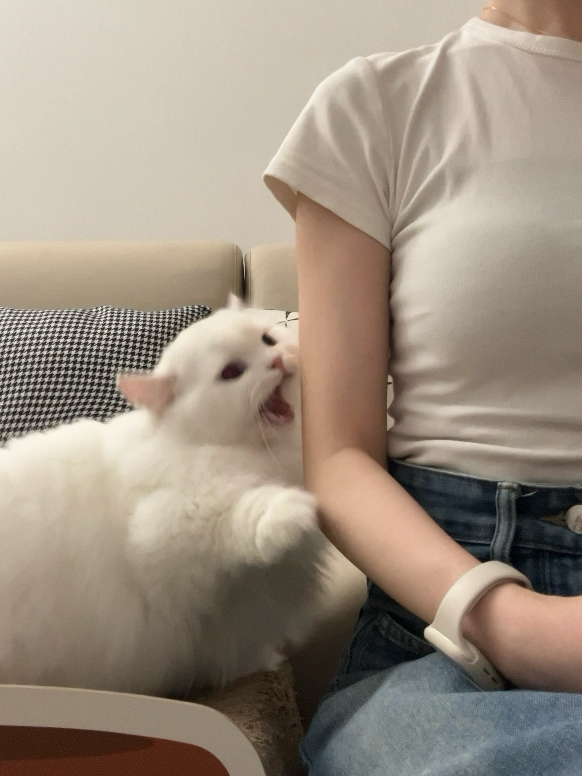 “浓”度很高的猫是怎样的？