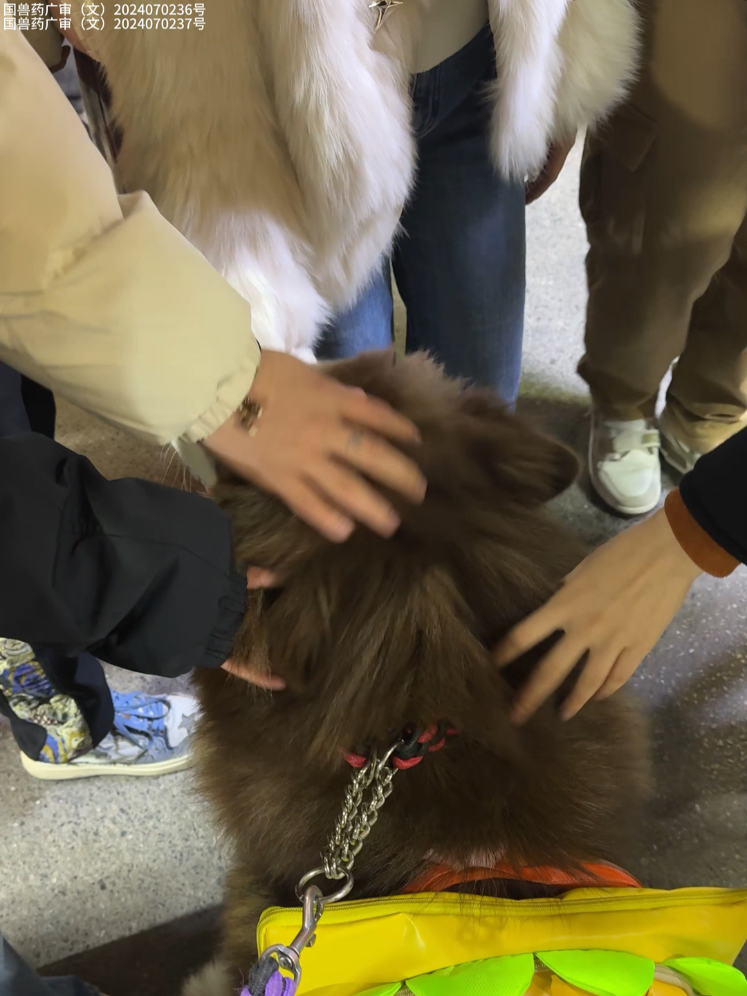 养狗的人介意路人摸我们的狗吗