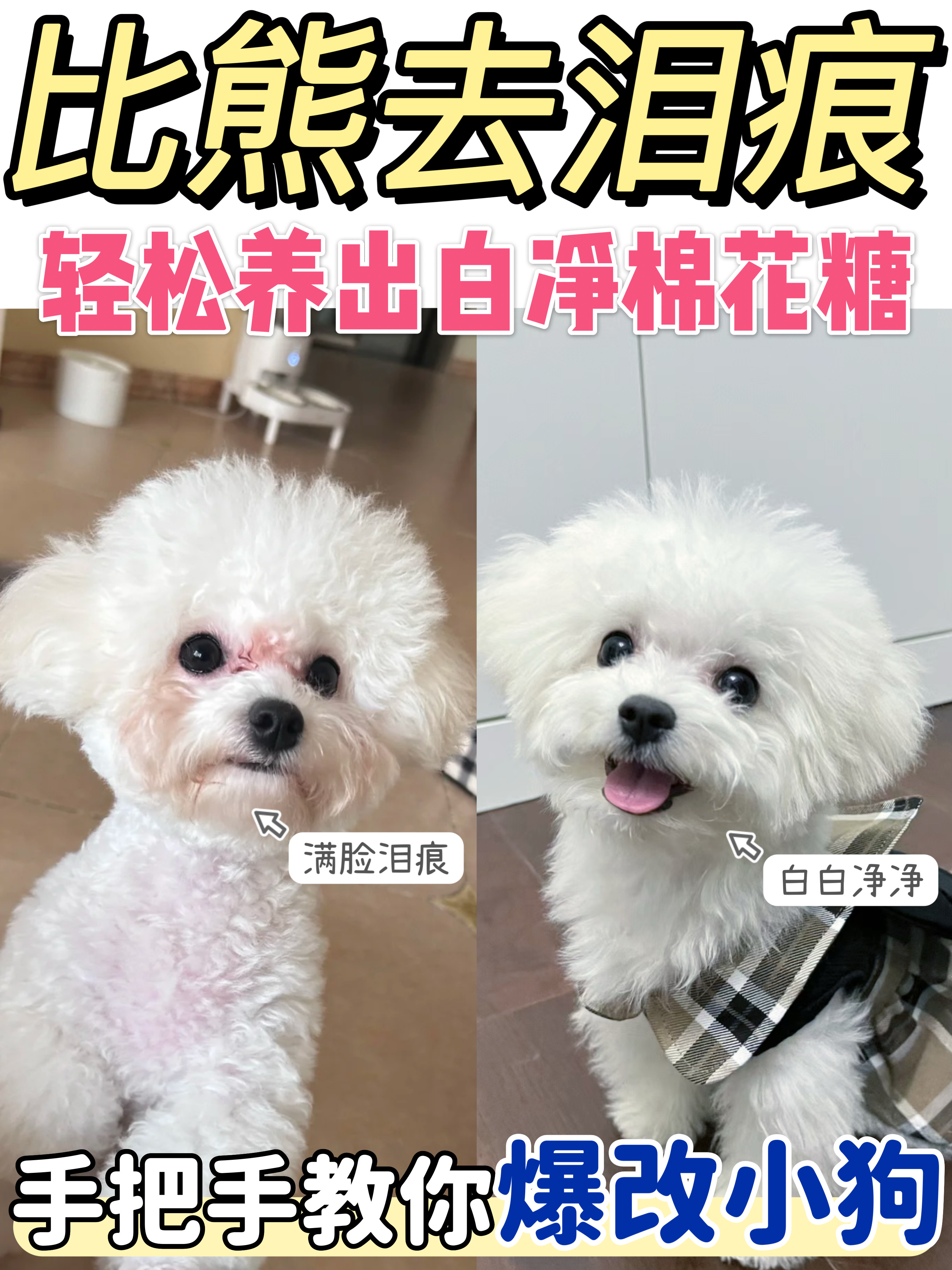 小白狗有救啦丨保姆级比熊去泪痕攻略！