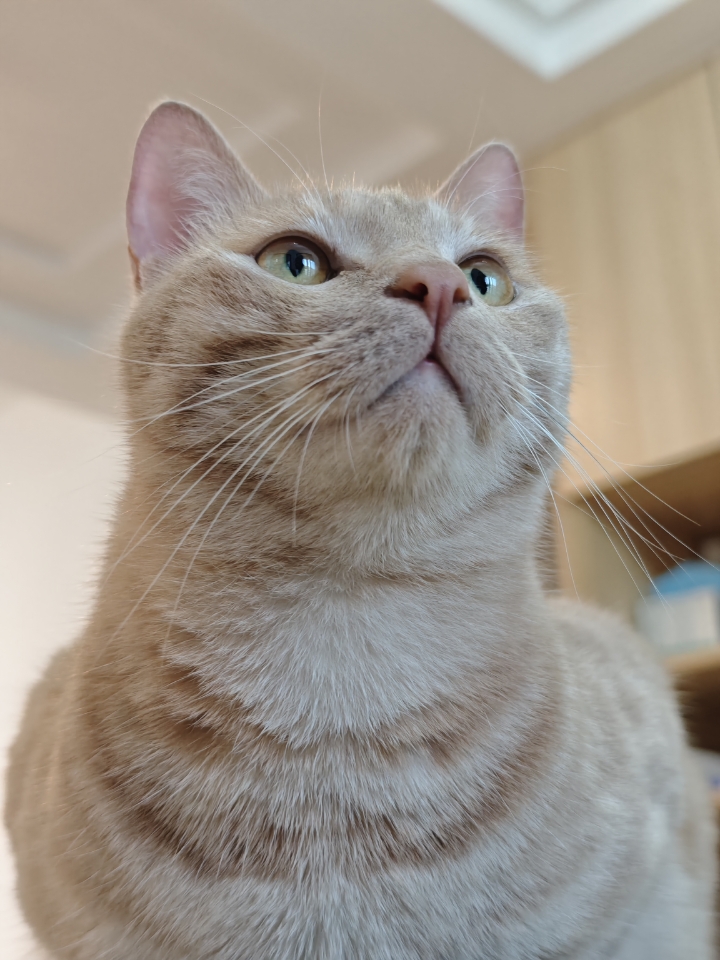 吸吸别人家的小猫咪