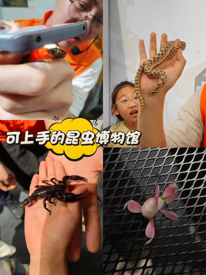 “虫虫特工队”，风靡全国的世界级昆虫展！
