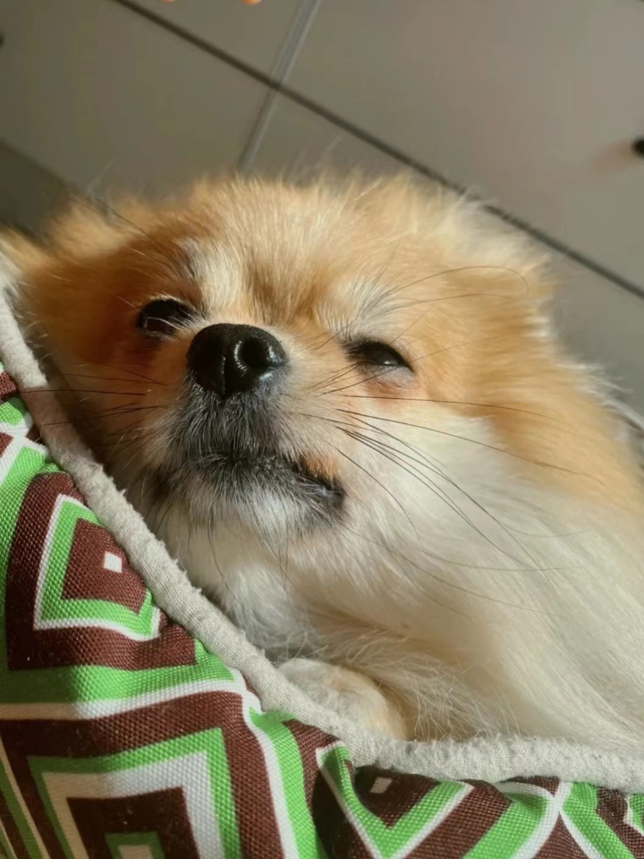 我家狗狗得过神经炎，在查资料的时候我才发现能参考的资料少之又少，好多人也不了解这个疾病，所以我分享下我自己查到的资料以及自己的一些经验所得分享下，大家可以提前看下，能提前预防 狗狗得了神经炎的主要原因 1.主要是长期缺乏维生素B群（引起原因；长期单一的喂食方法，营养不均衡） 2.体内寄生虫缺乏微量元素引起的细菌或真菌感染 3.经常剧烈运动，脊椎压迫到神经 4.神经炎的诱因受到惊吓，着凉，中暑这些看...