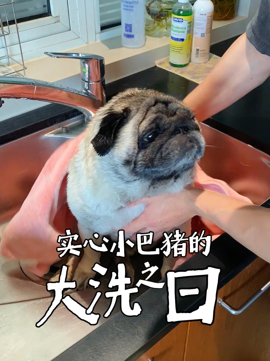 半个月没洗澡的小猪，翻新起来真的太解压了