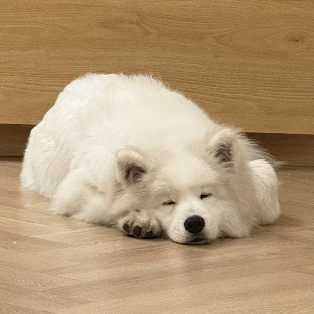 耶耶是十一耶