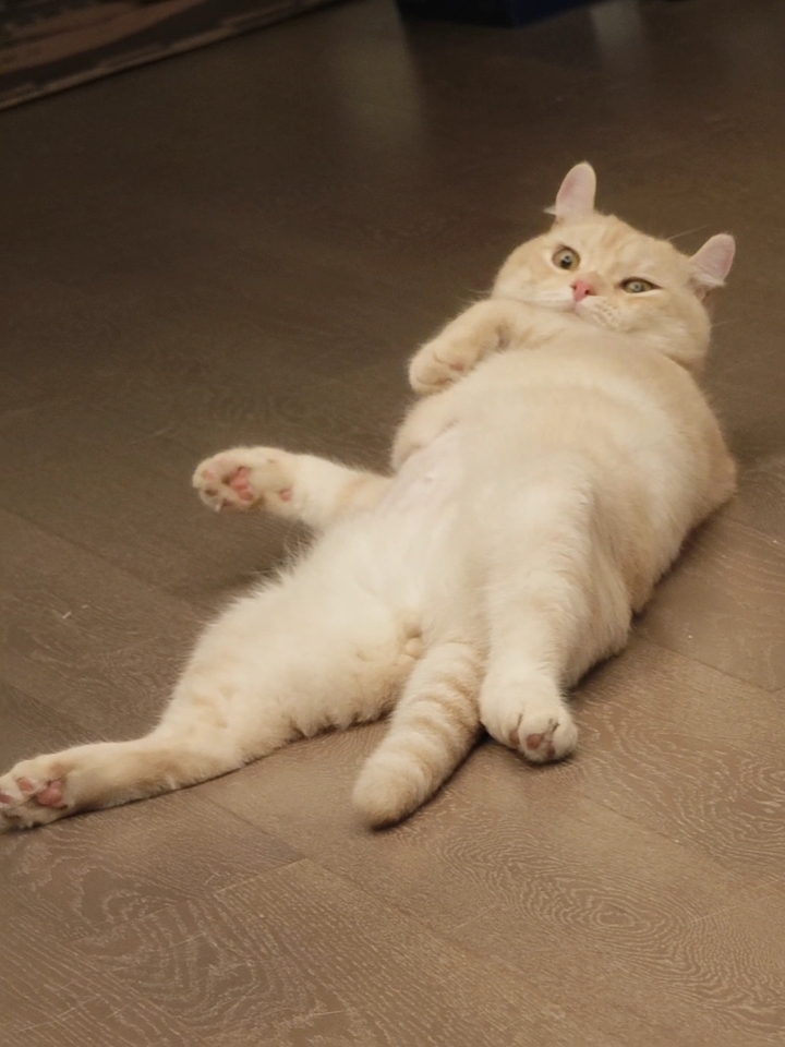 啊哈哈哈哈哈哈猥琐
